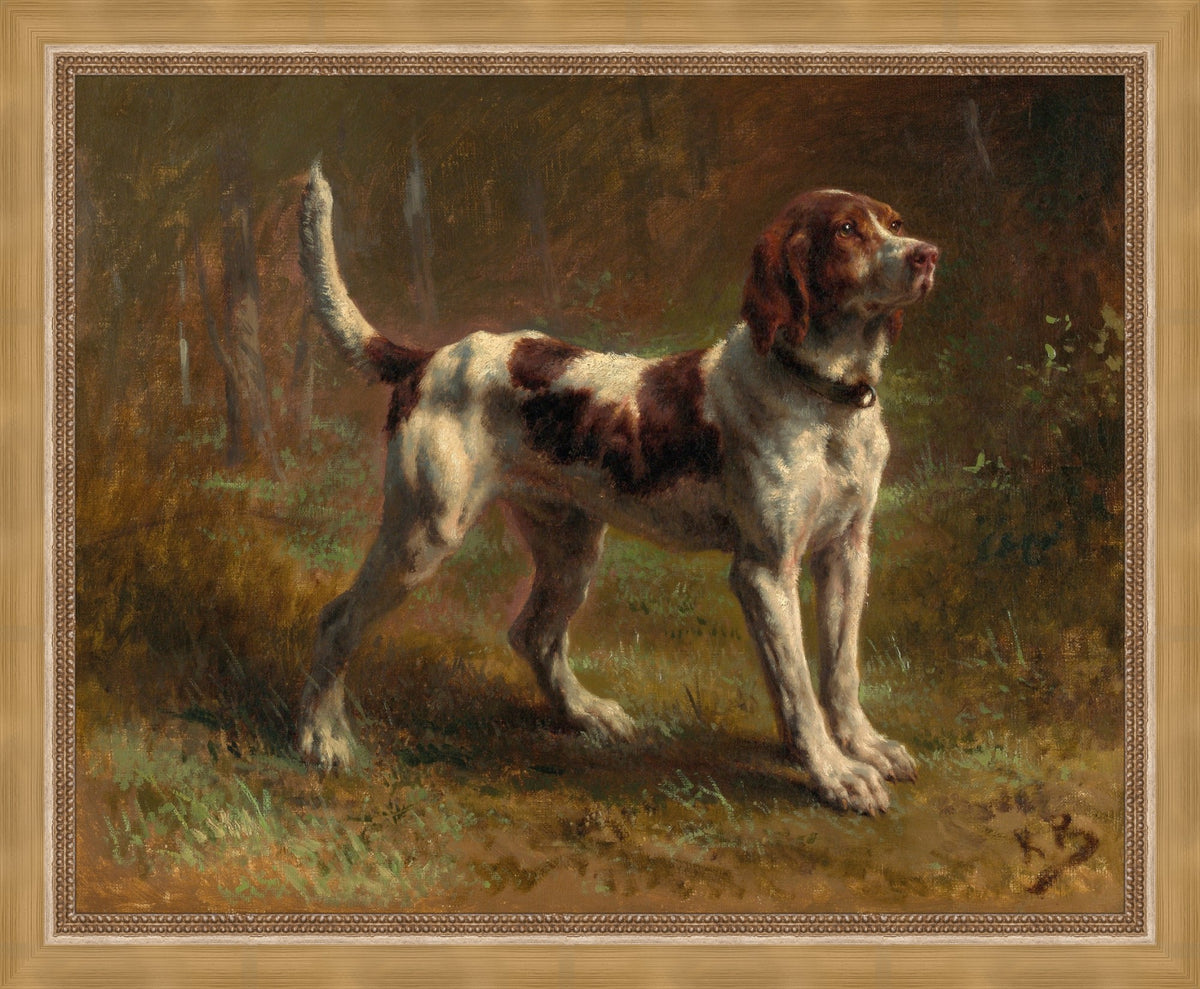 A Limier Briquet Hound