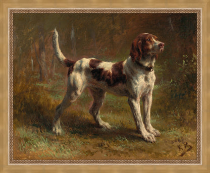 A Limier Briquet Hound