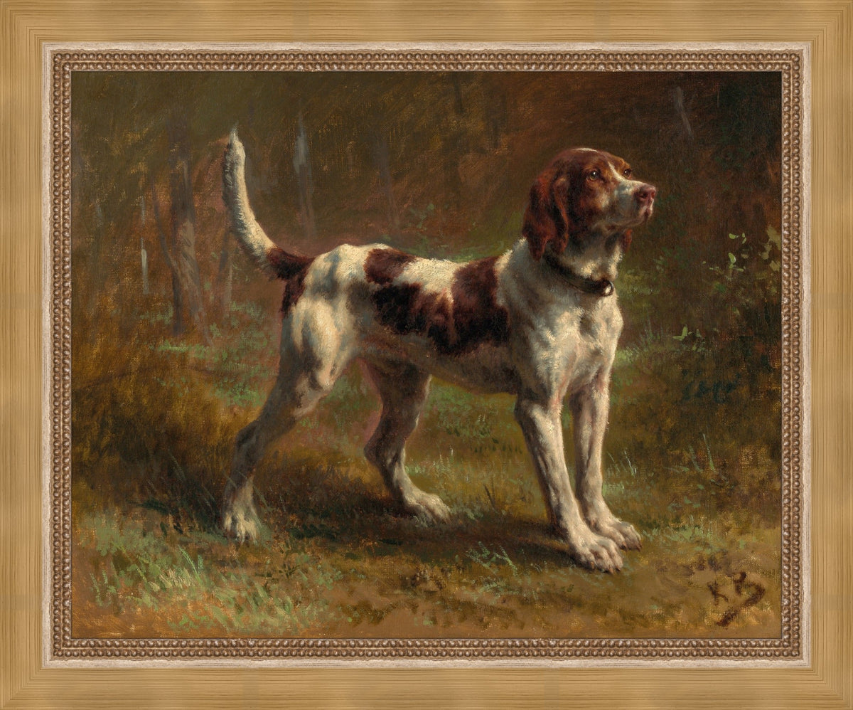 A Limier Briquet Hound