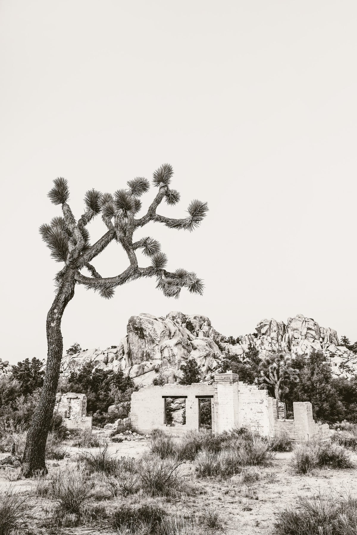 J Tree Vista III