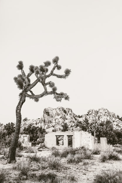 J Tree Vista III