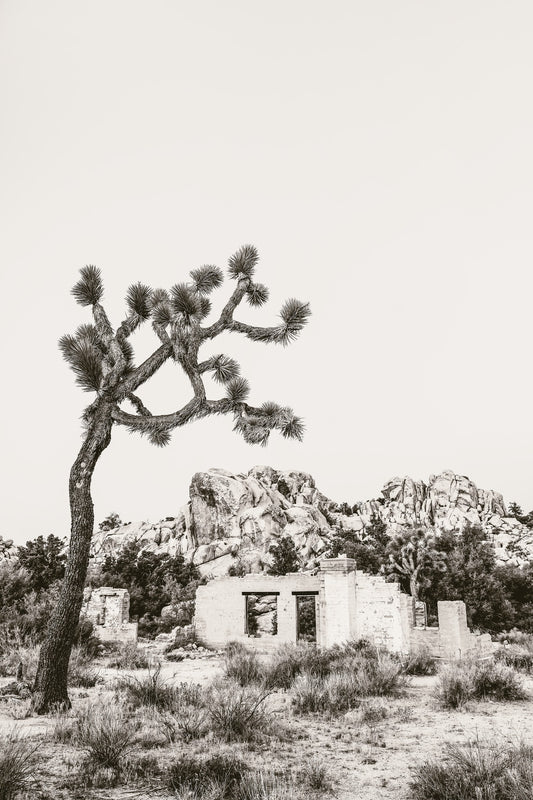 J Tree Vista III